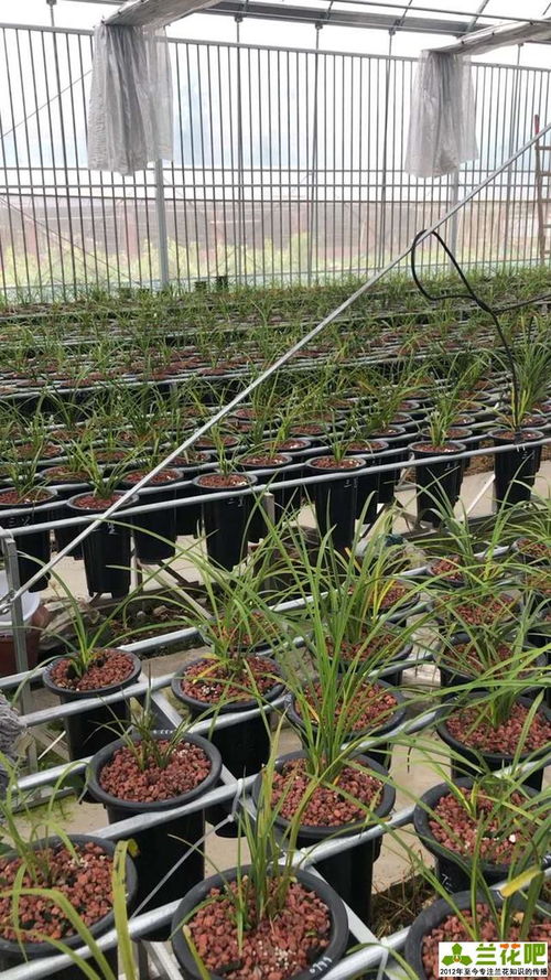 淺談種養蘭花的水平 養壯與呼喚野性
