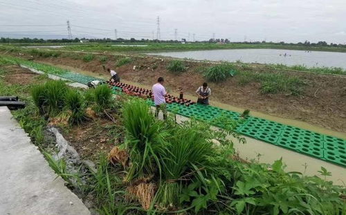 水上稻田綠意濃 湖州泗安鎮探索水稻種植新模式，穩產又凈水