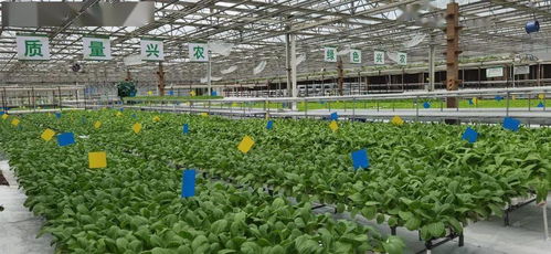 生產型無土栽培區添新裝備 潮汐灌溉系統推動種植養殖綠色循環