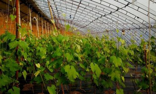 溫室葡萄栽培關鍵技術 光照、溫度、水分與氣體調控實現畝產萬斤