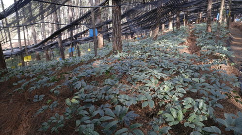 文山市創新推廣三七林下種植新模式 以林養藥，以藥護林，實現綠色生態循環