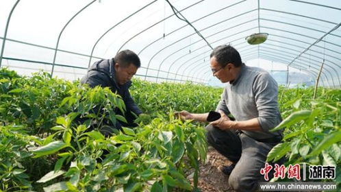 閑置育秧大棚再就業 湖南中方縣辣椒種植破解增收難題