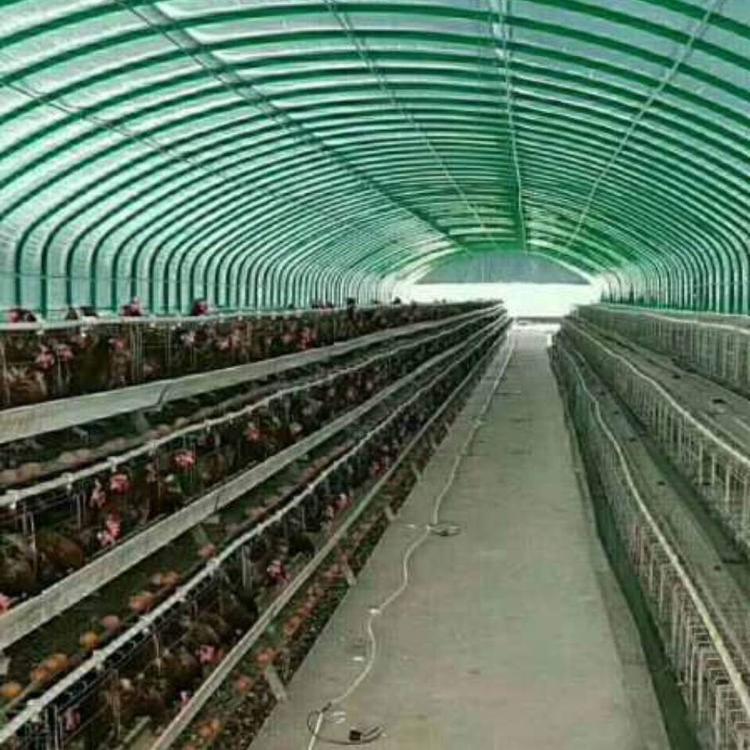 從溫室到養雞棚 大棚骨架建設全攻略與種植養殖應用解析