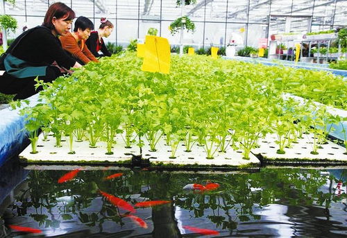 “智”造海洋糧倉 五大創新水產養殖模式，你pick哪一個？