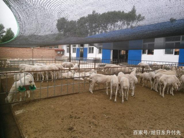 種牧草養羊 還需要配合其他飼料和添加劑嗎？