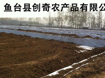 山東藕種價格與濟寧雪蓮淺水藕立體養殖技術全解析